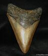 Inch Megalodon Tooth From Georgia #1168-2